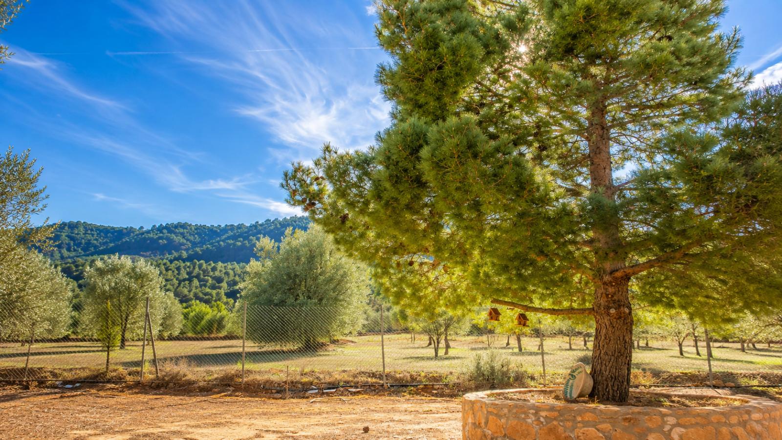 Villa for Sale in Bullas