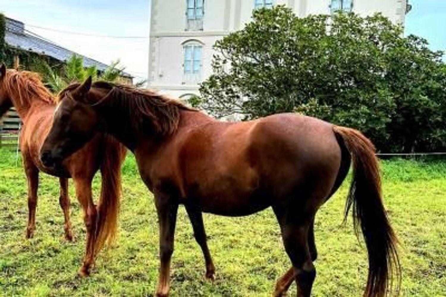Casa Rural en Venta en Tapia de Casariego