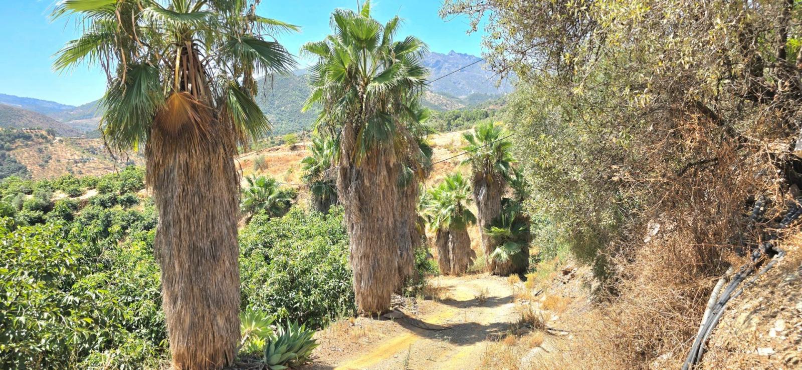 Casa Rural en Venta en Monda