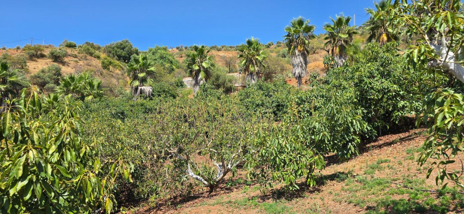 Casa Rural en Venta en Monda