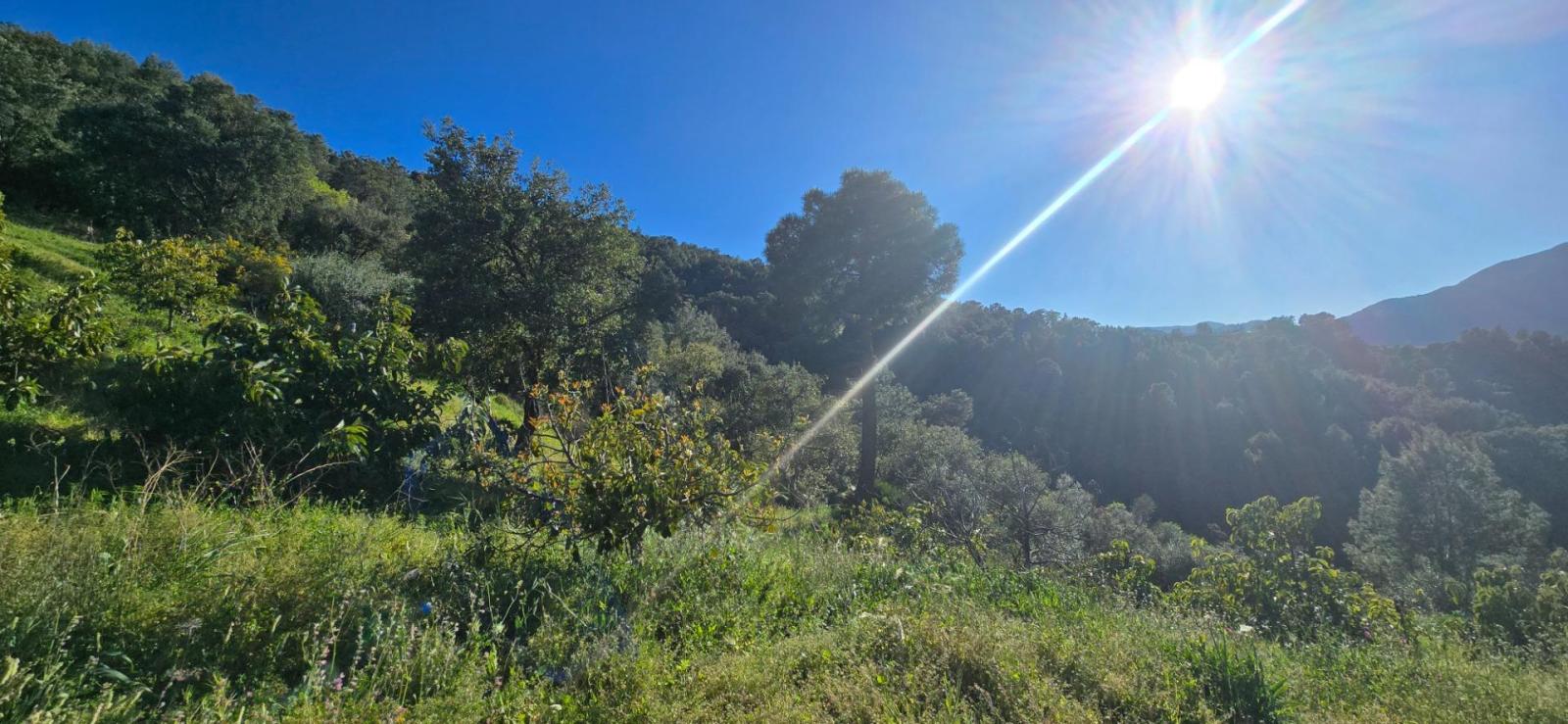 Plot for Sale in Monda