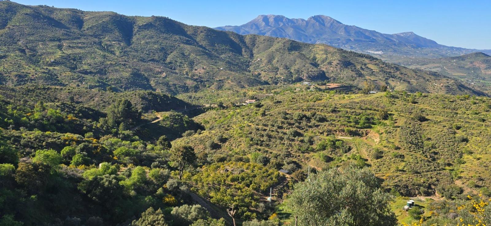 Plot for Sale in Monda