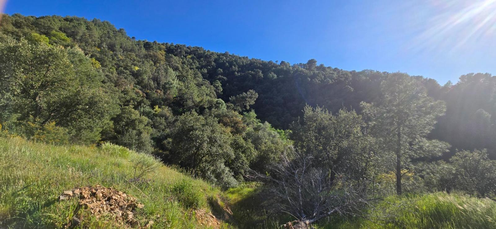 Plot for Sale in Monda
