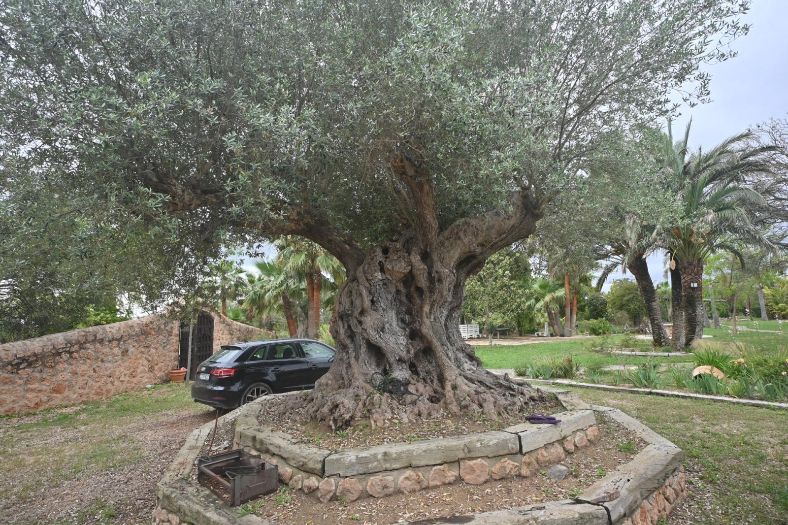 Finca en Venta en Inca