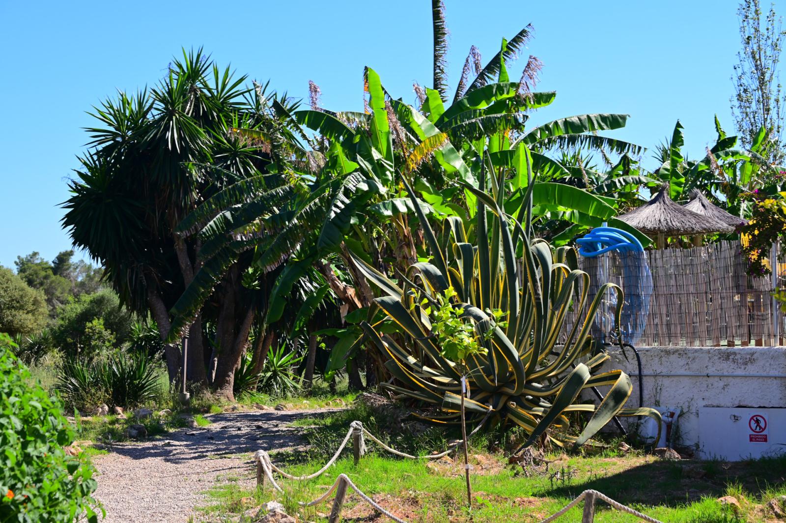 Finca en Venta en Manacor