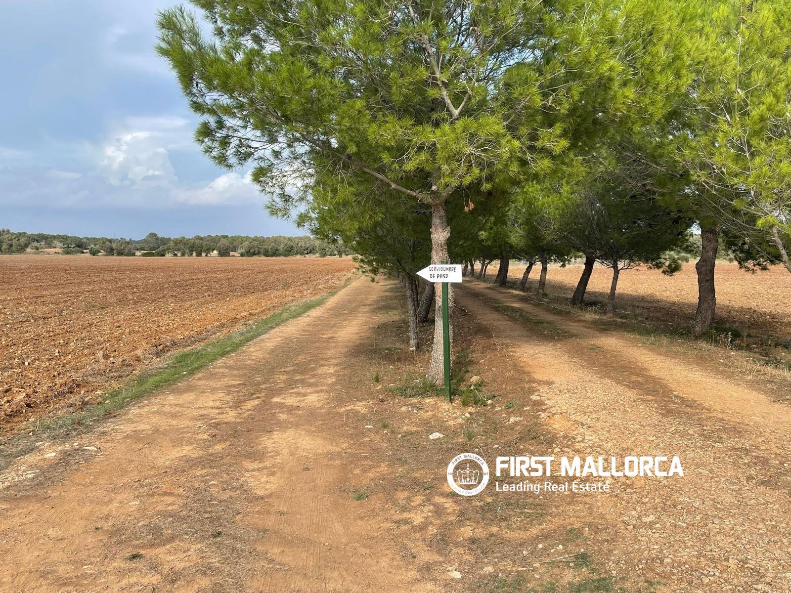 Solar en Venta en Sencelles