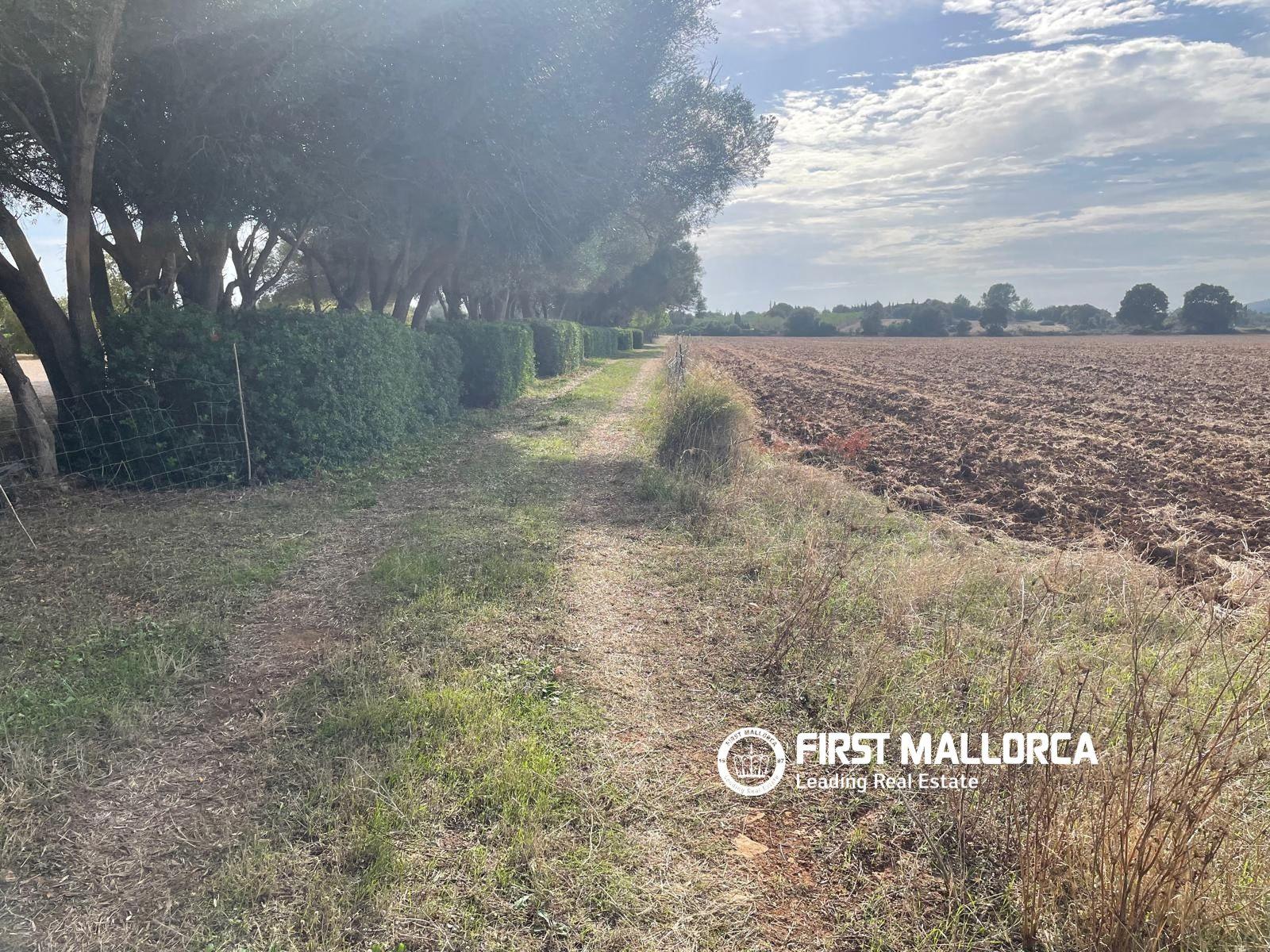 Solar en Venta en Sencelles