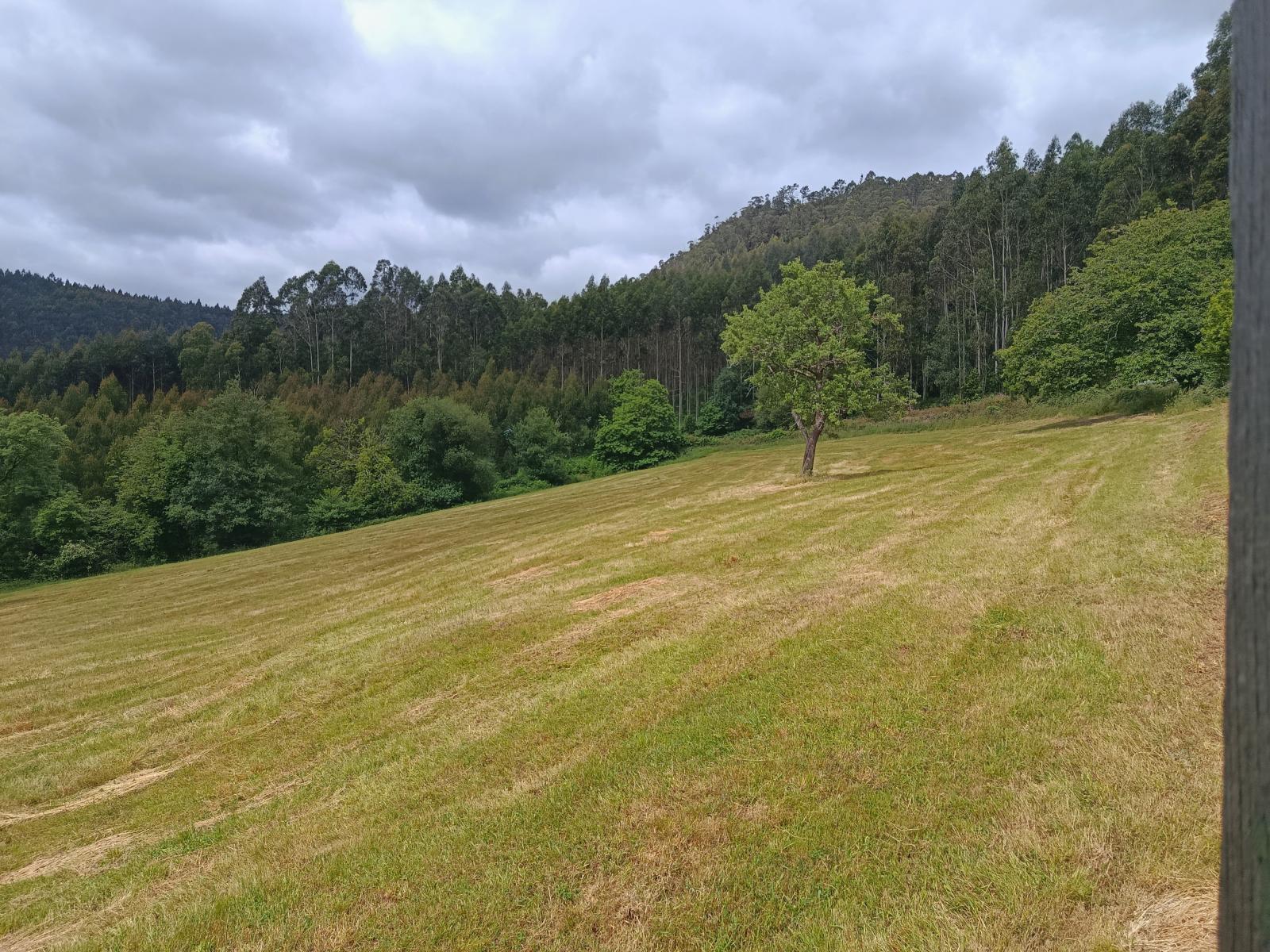 Finca en Venta en San Tirso de Abres