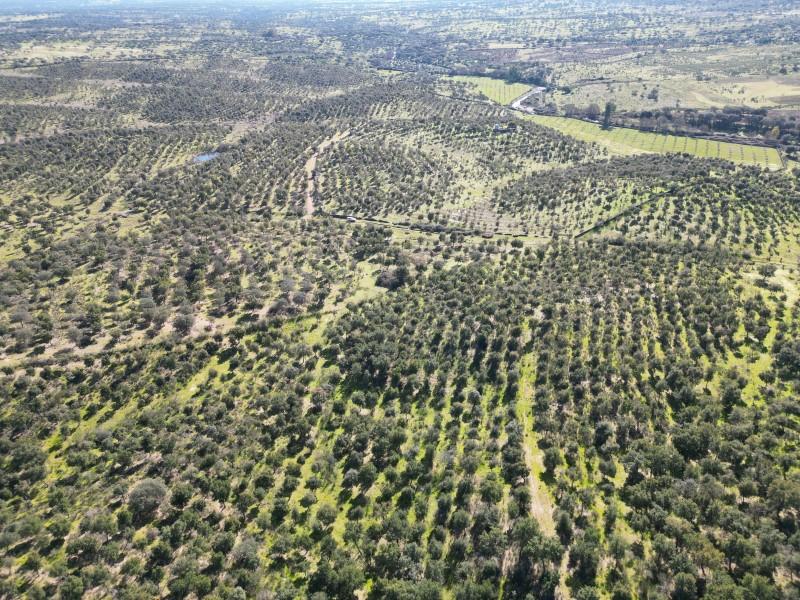 Plot for Sale in Valencia de Alcántara