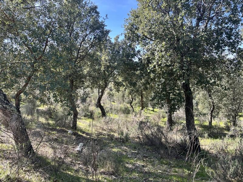 Plot for Sale in Valencia de Alcántara