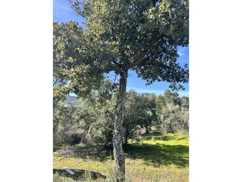 Plot for Sale in Valencia de Alcántara