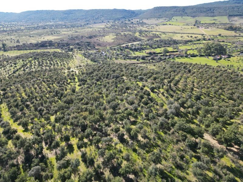 Plot for Sale in Valencia de Alcántara