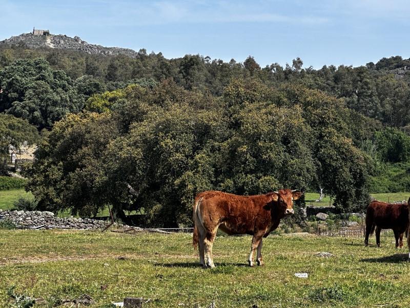 Finca en Venta en Valencia de Alcántara