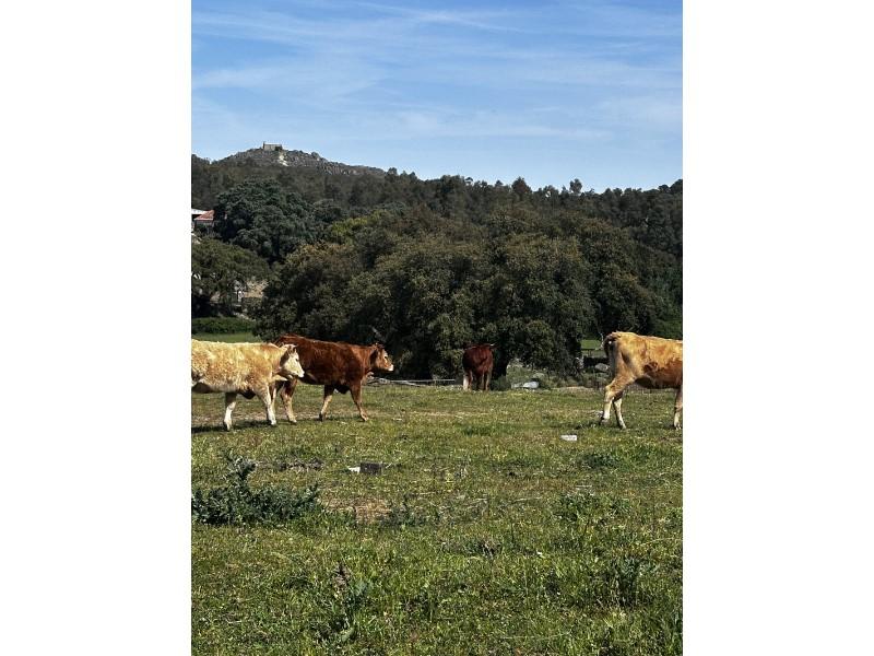 Finca en Venta en Valencia de Alcántara