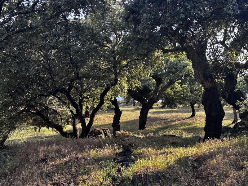 Finca en Venta en Valencia de Alcántara
