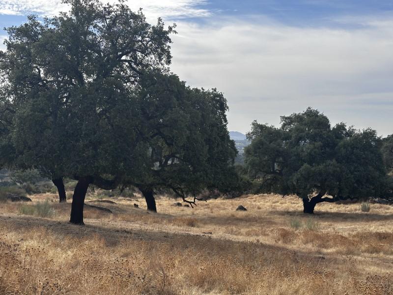 Finca en Venta en Valencia de Alcántara