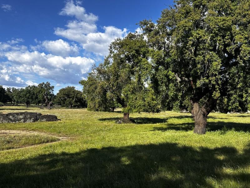 Finca en Venta en Valencia de Alcántara