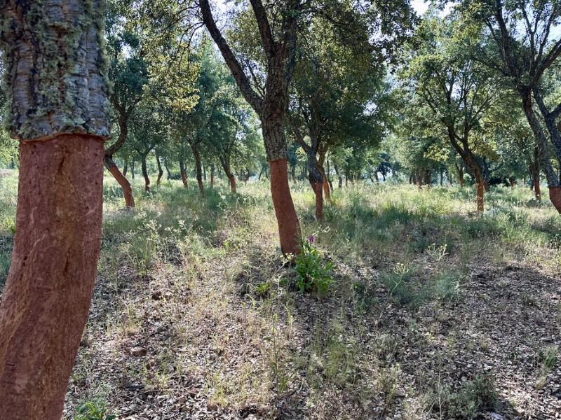 Finca en Venta en Valencia de Alcántara