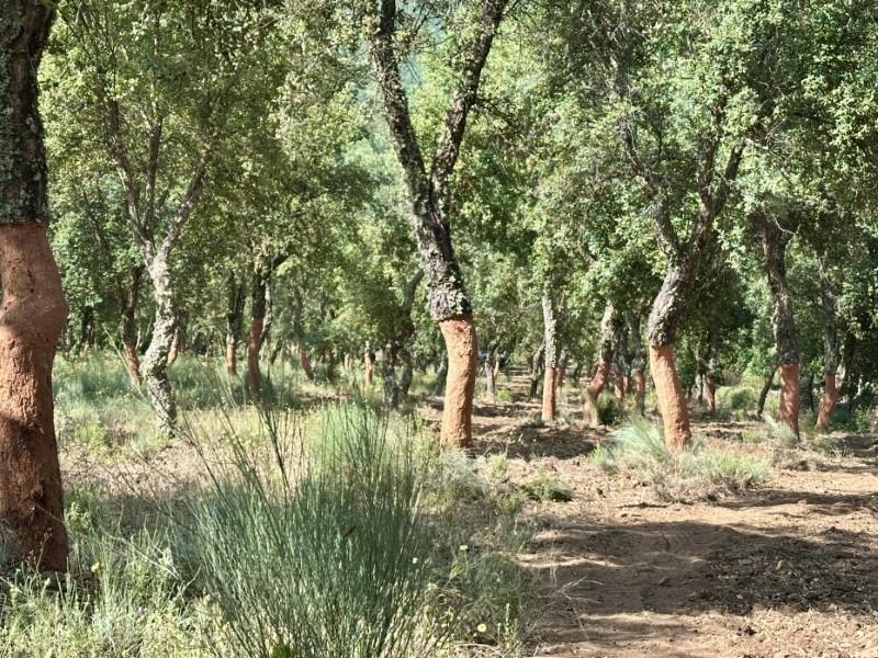 Finca en Venta en Valencia de Alcántara