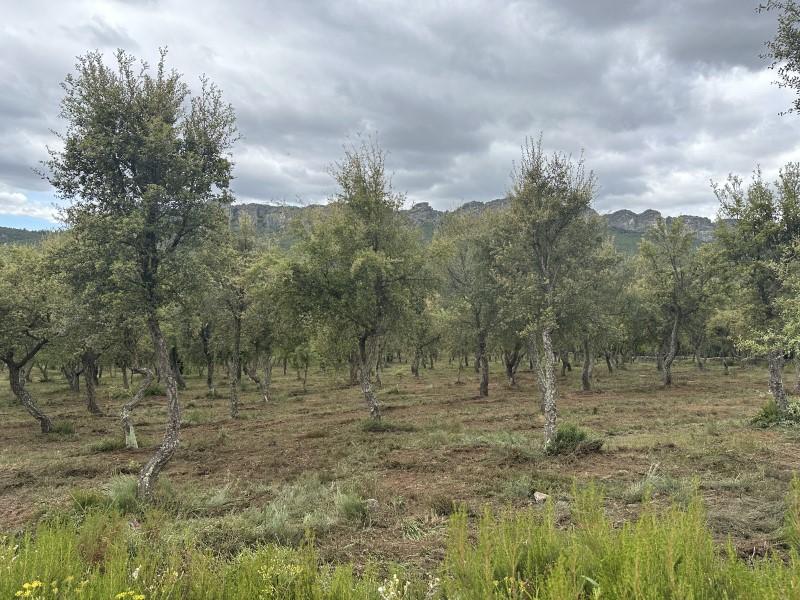 Finca en Venta en Valencia de Alcántara