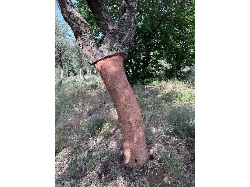Finca en Venta en Valencia de Alcántara