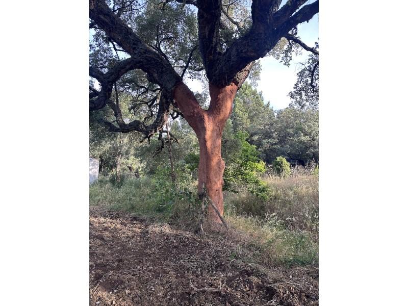 Finca en Venta en Valencia de Alcántara