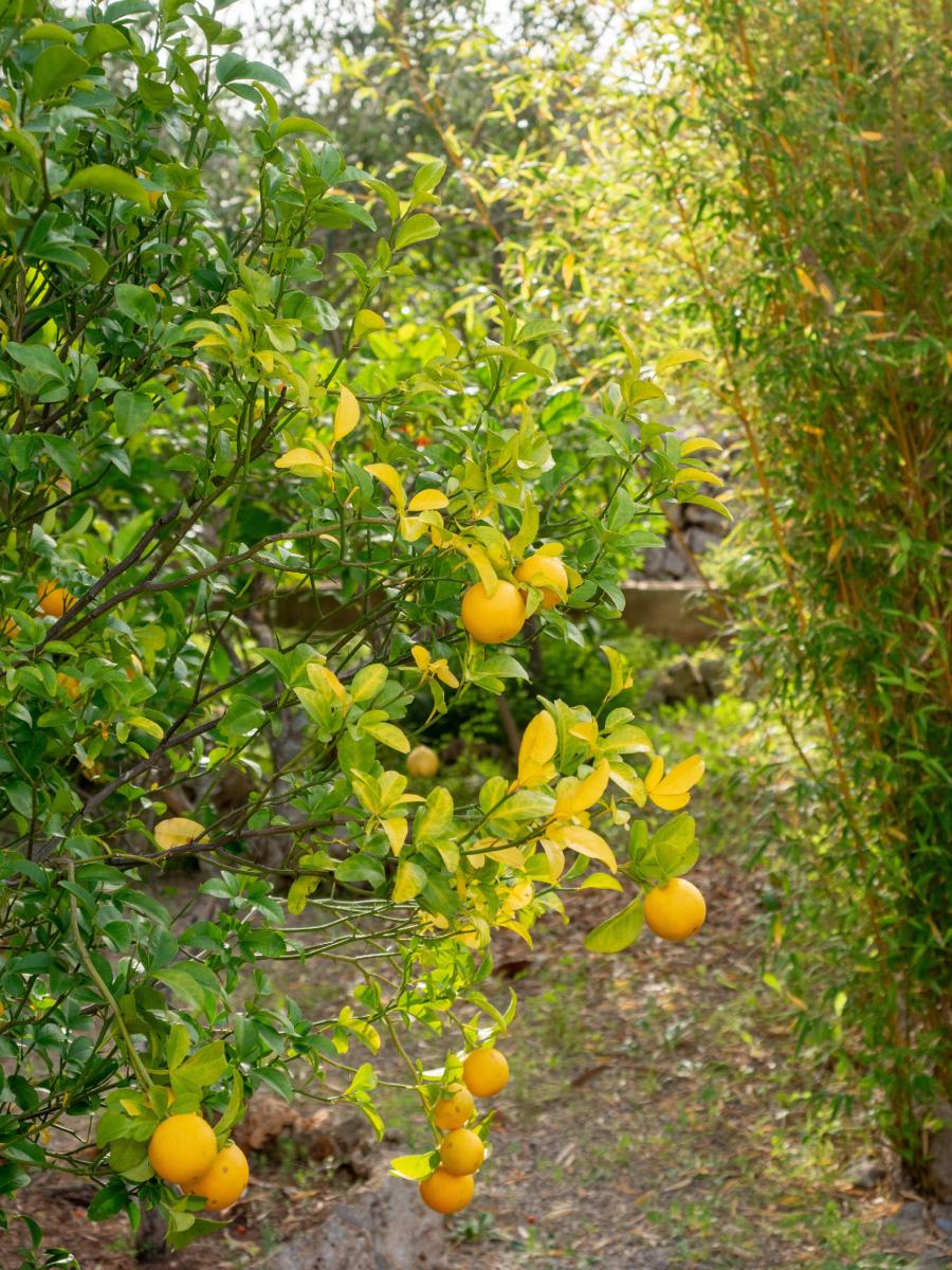 Finca en Venta en Marratxí
