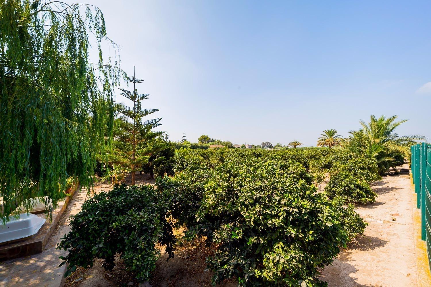 Finca en Venta en Almoradí