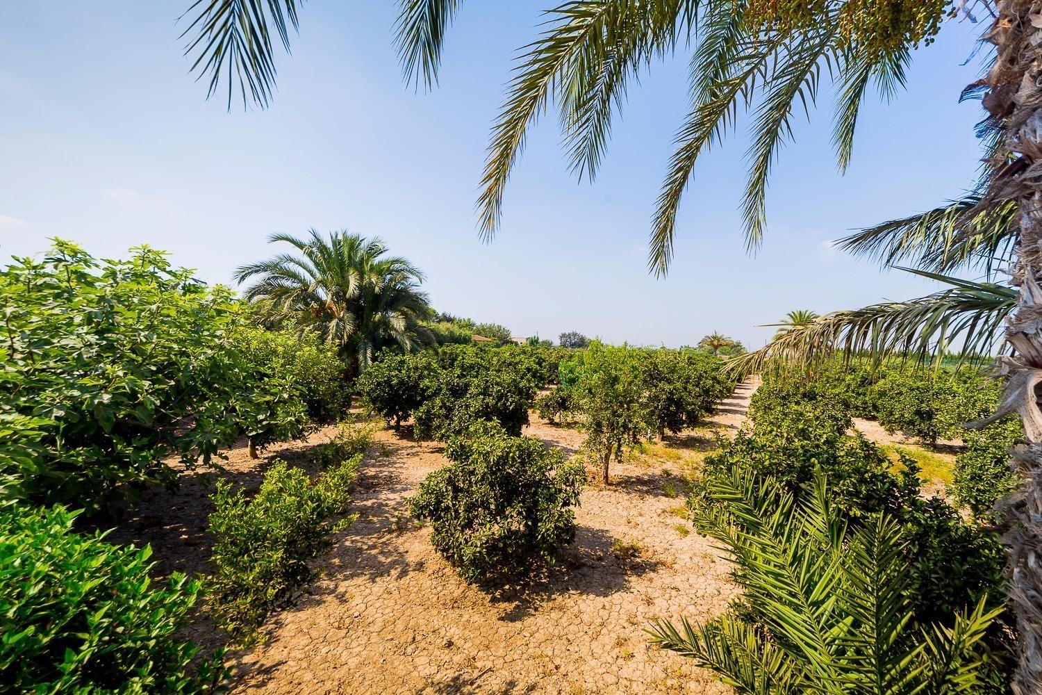 Finca en Venta en Almoradí