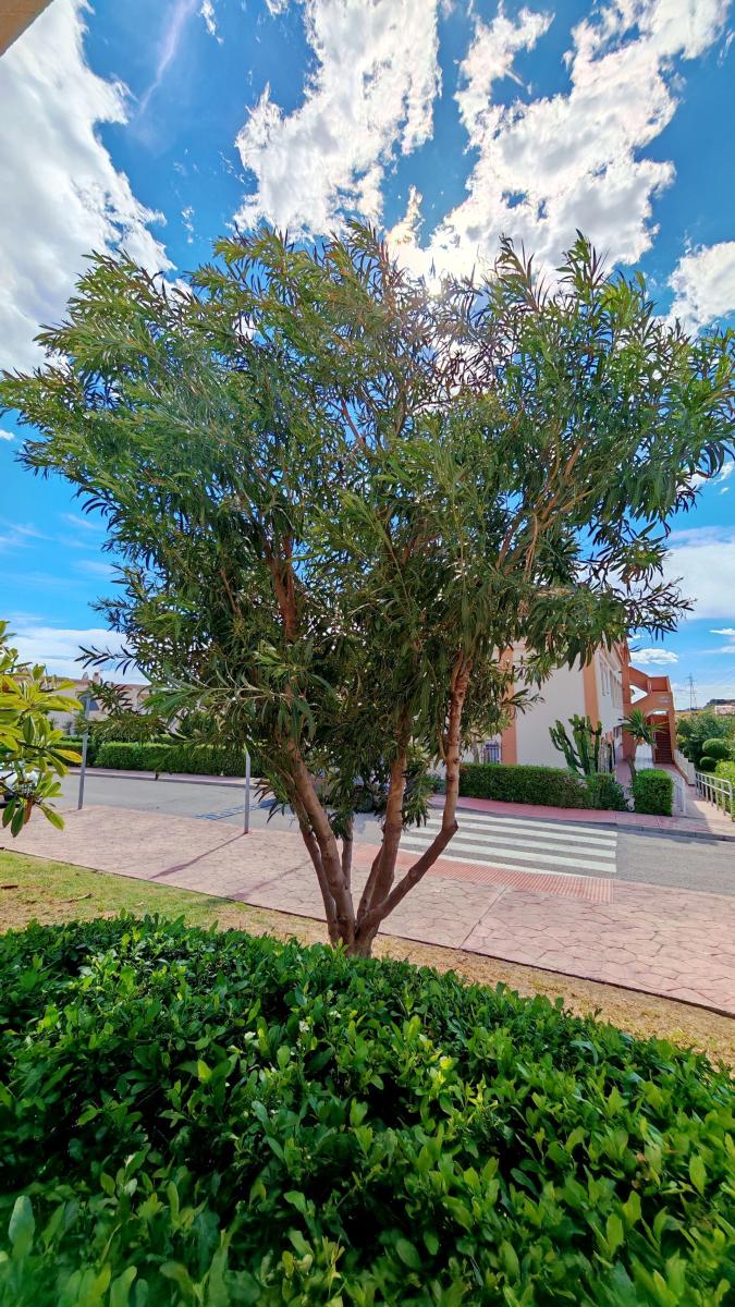 Apartment for Sale in Torrox