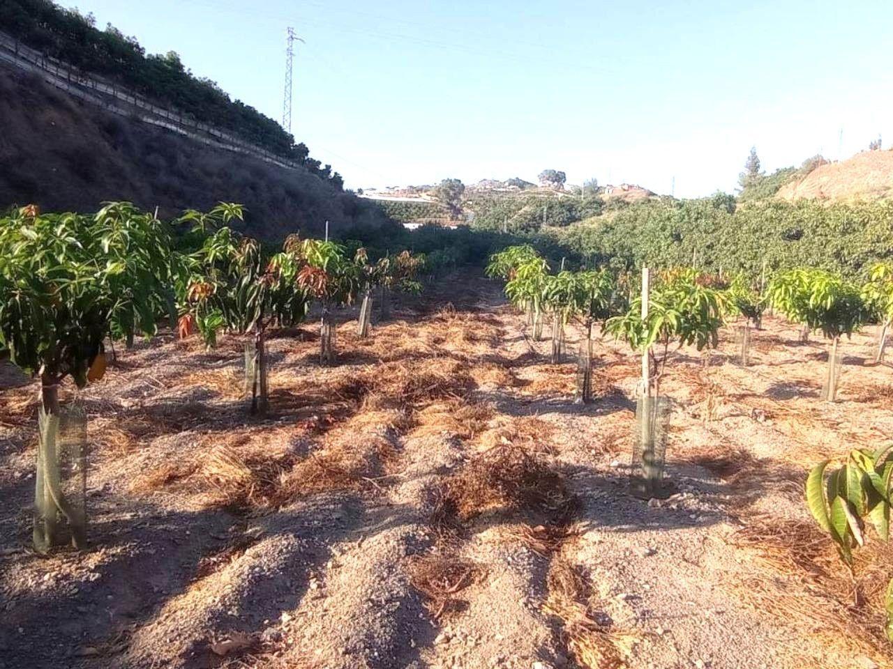Chalet for Sale in Algarrobo