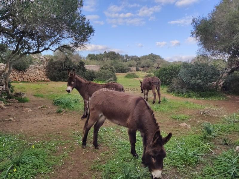Casa en Venta en Sant Lluís