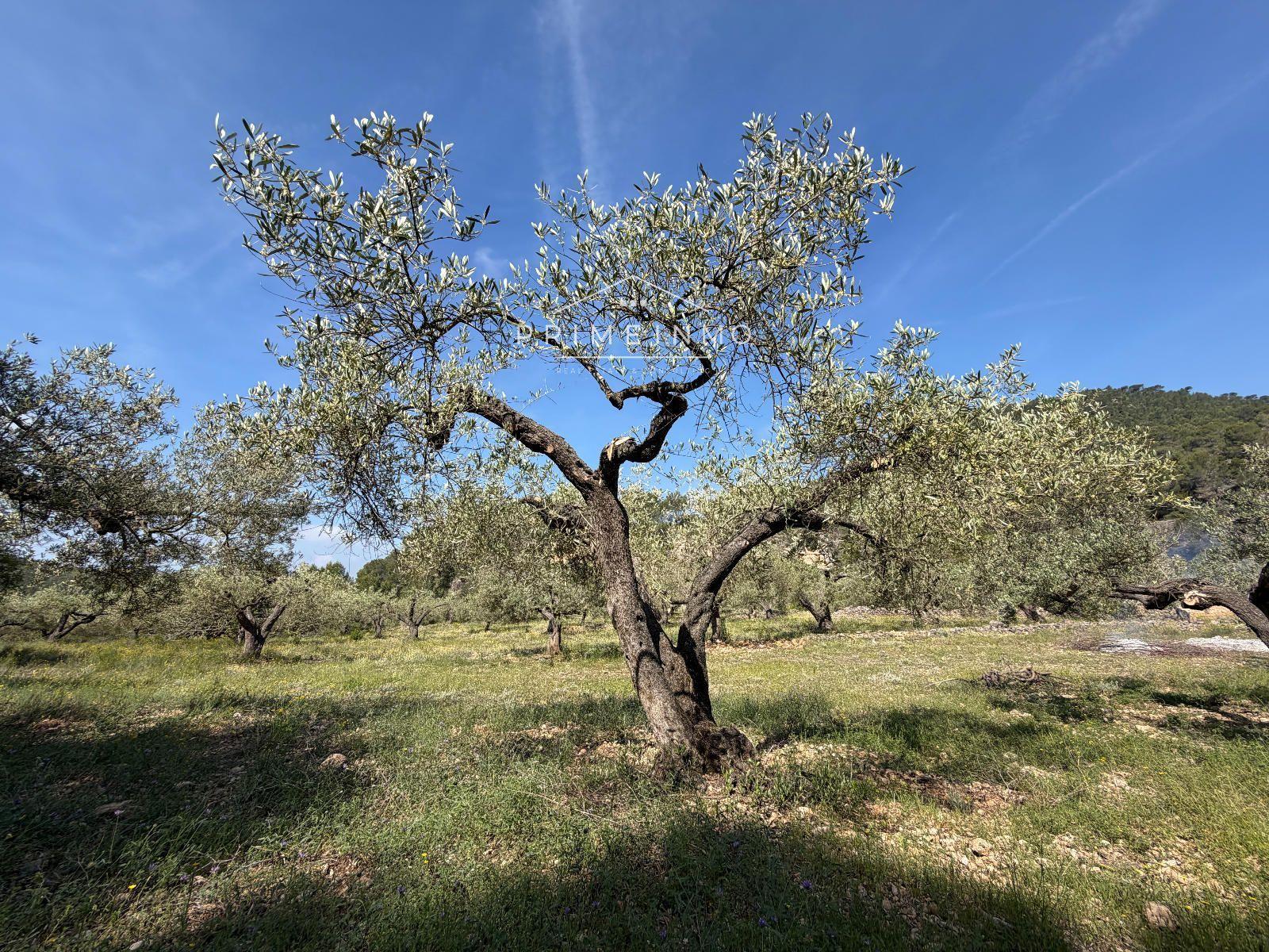 Finca en Venta en L' Ametlla de Mar