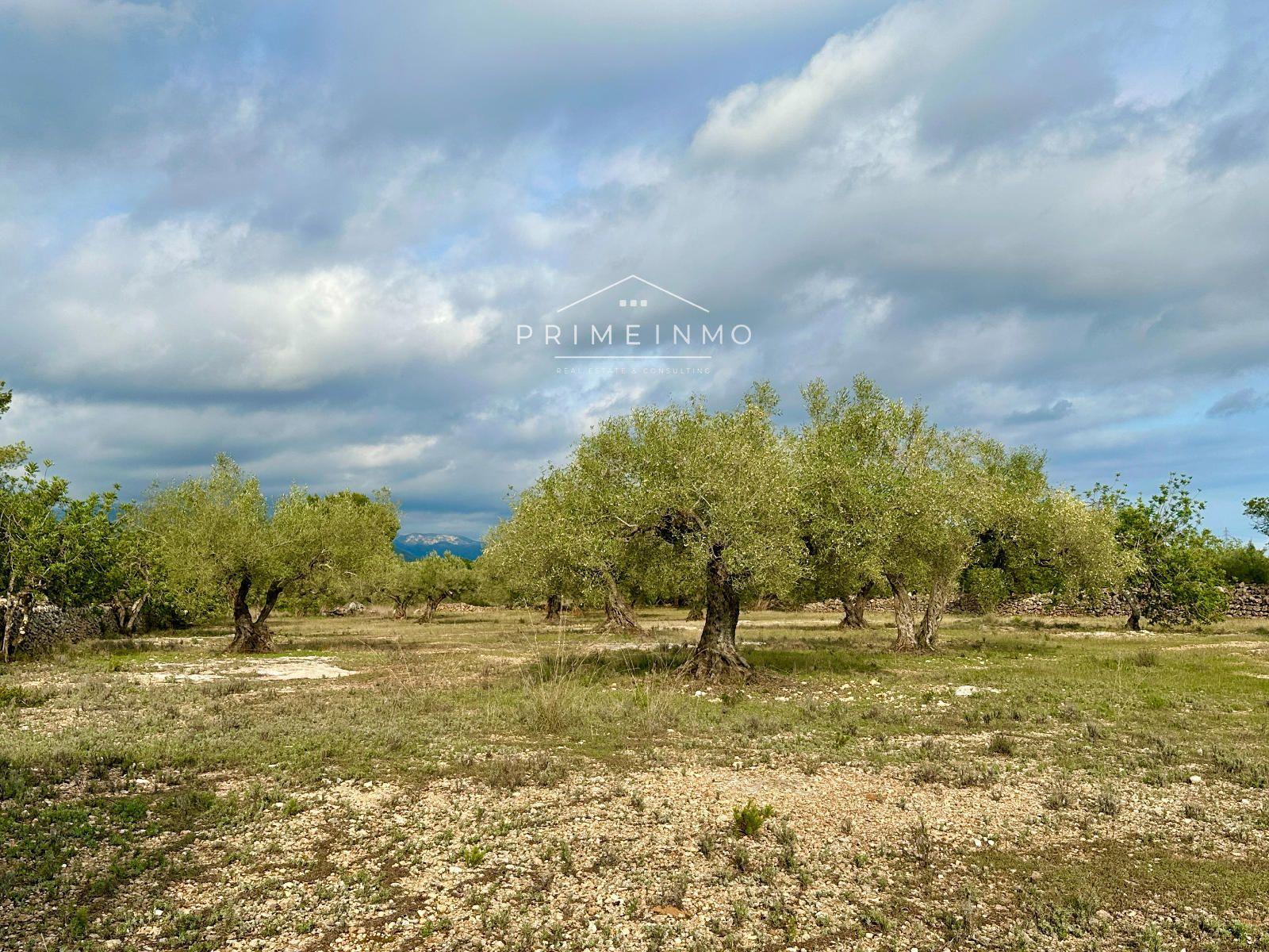 Finca en Venta en El Perelló