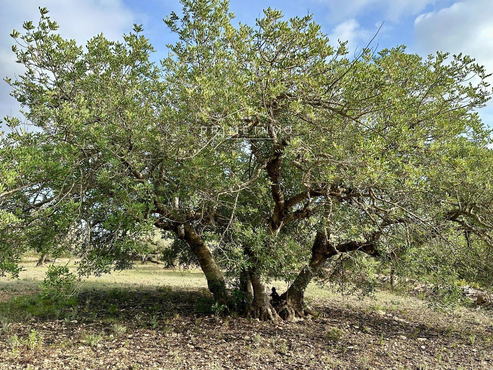 Finca en Venta en El Perelló