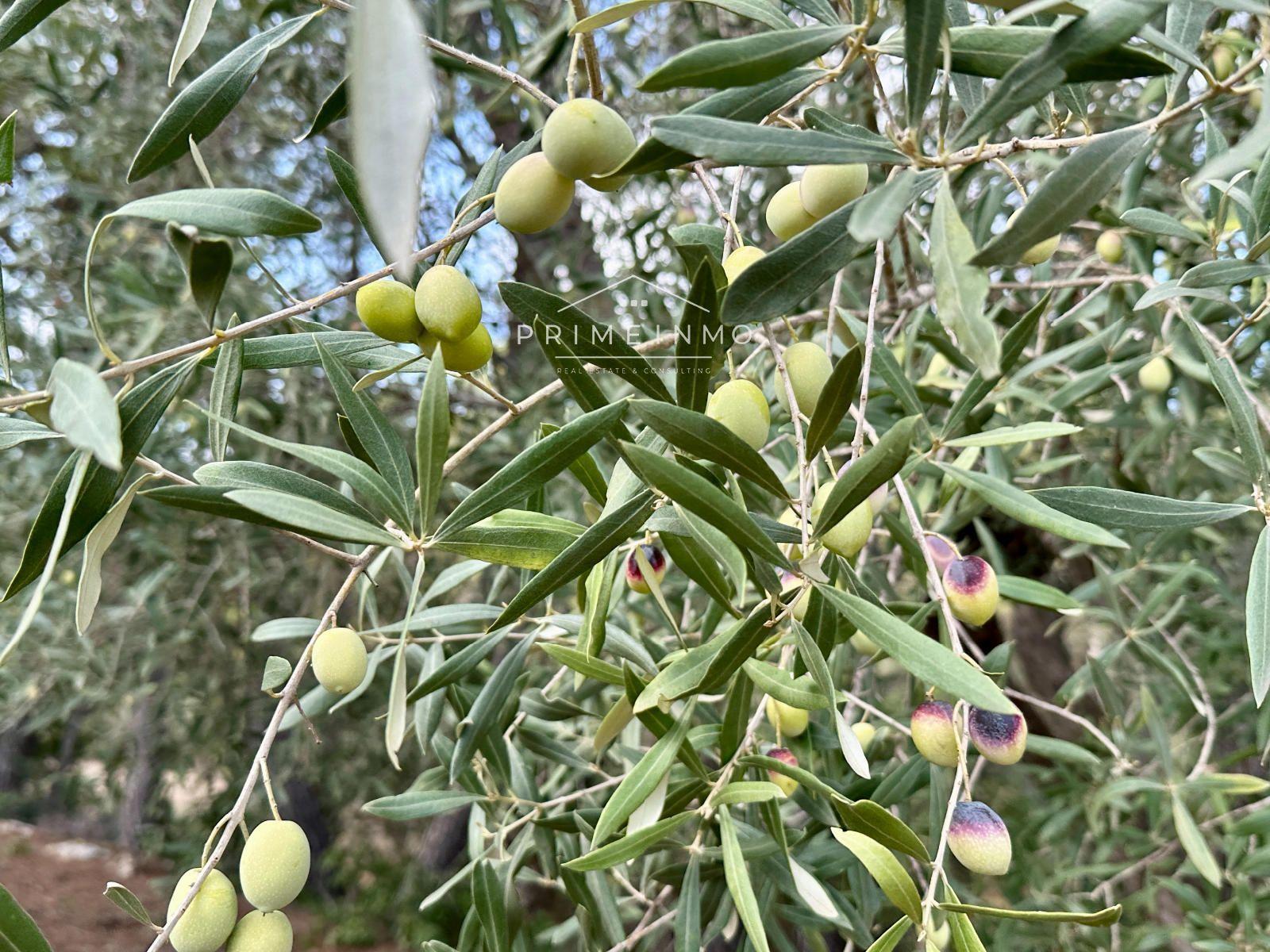 Finca en Venta en El Perelló