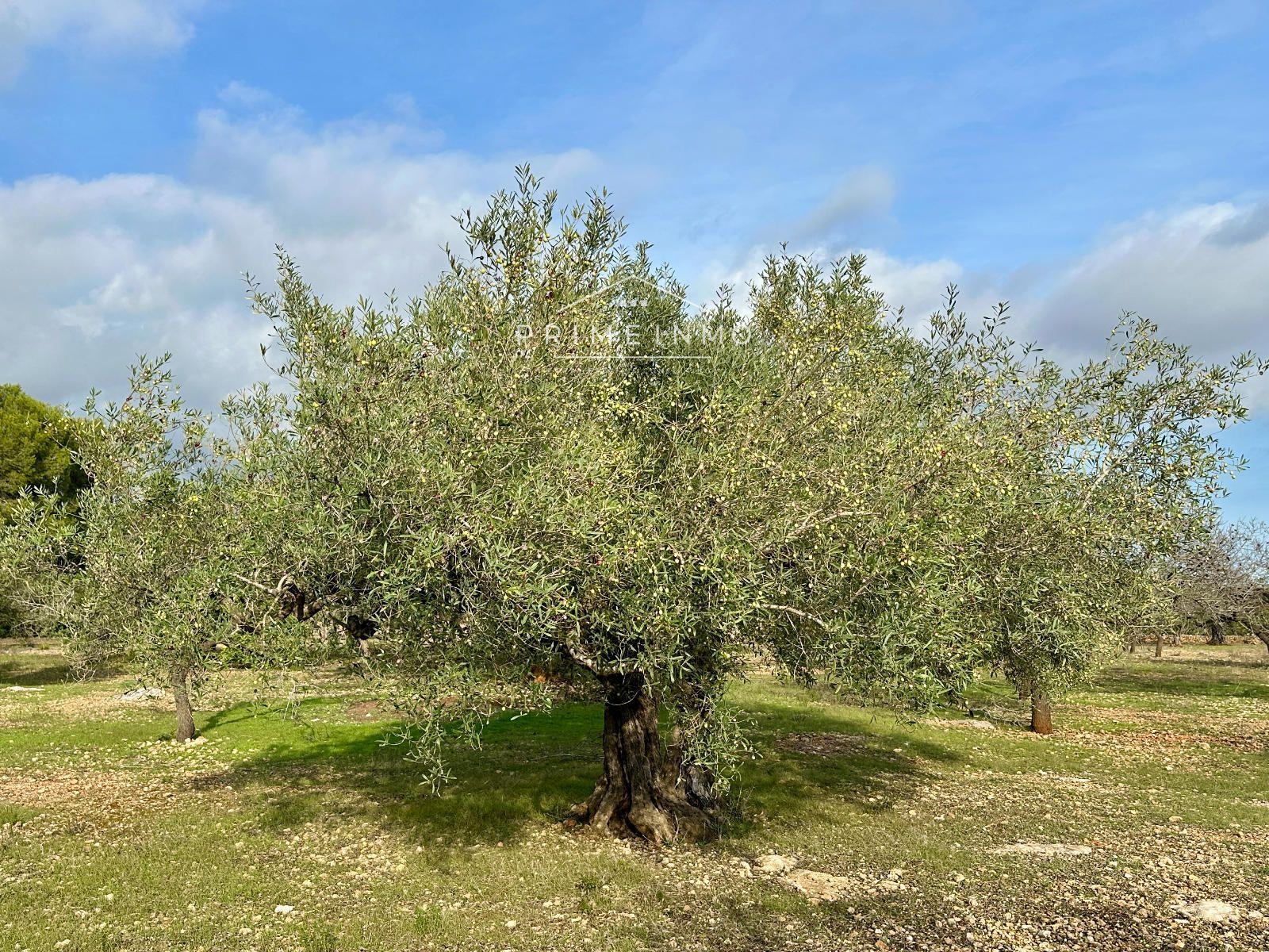 Finca en Venta en El Perelló