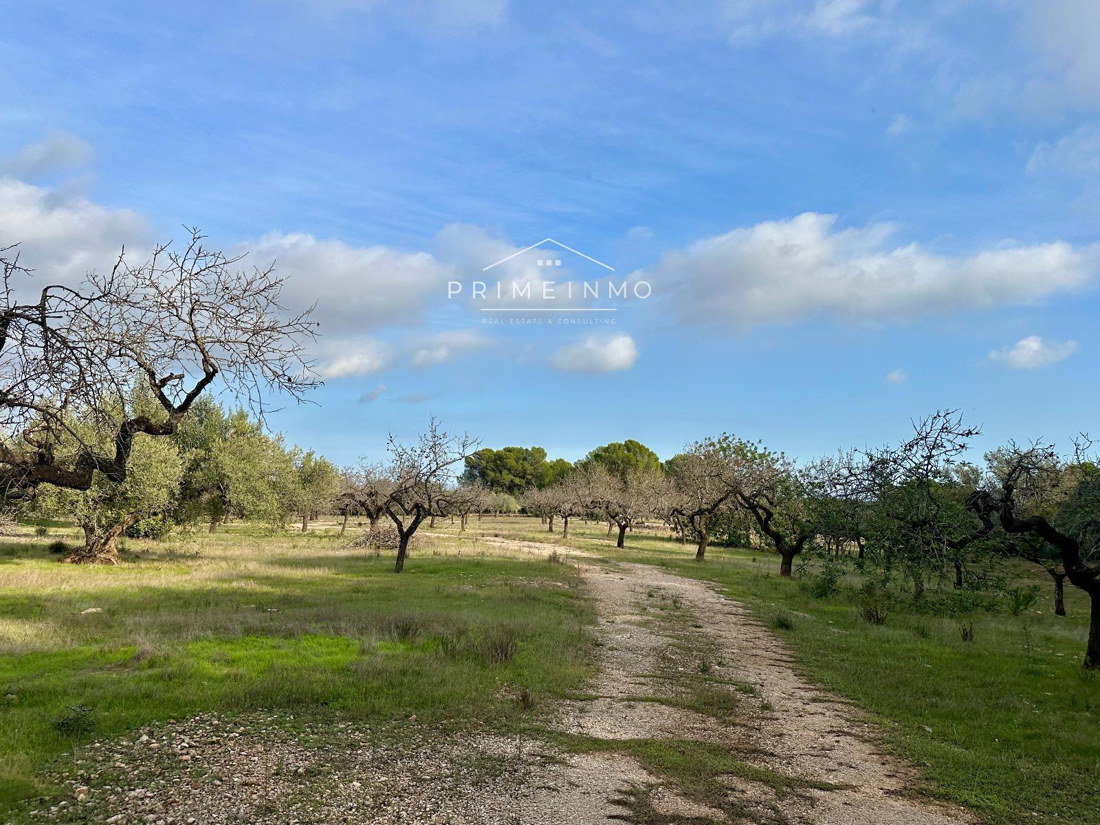 Finca en Venta en El Perelló