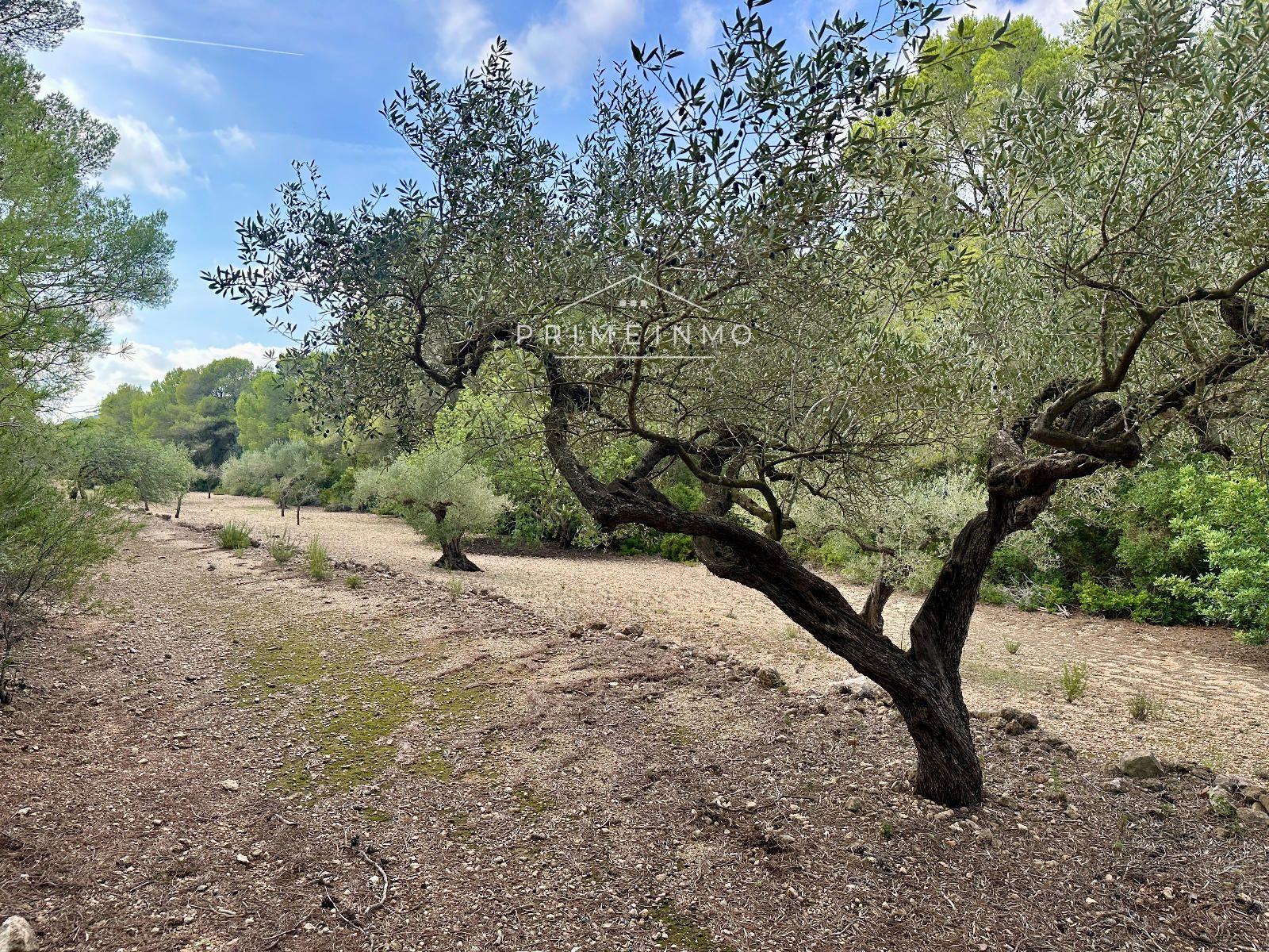 Finca en Venta en El Perelló