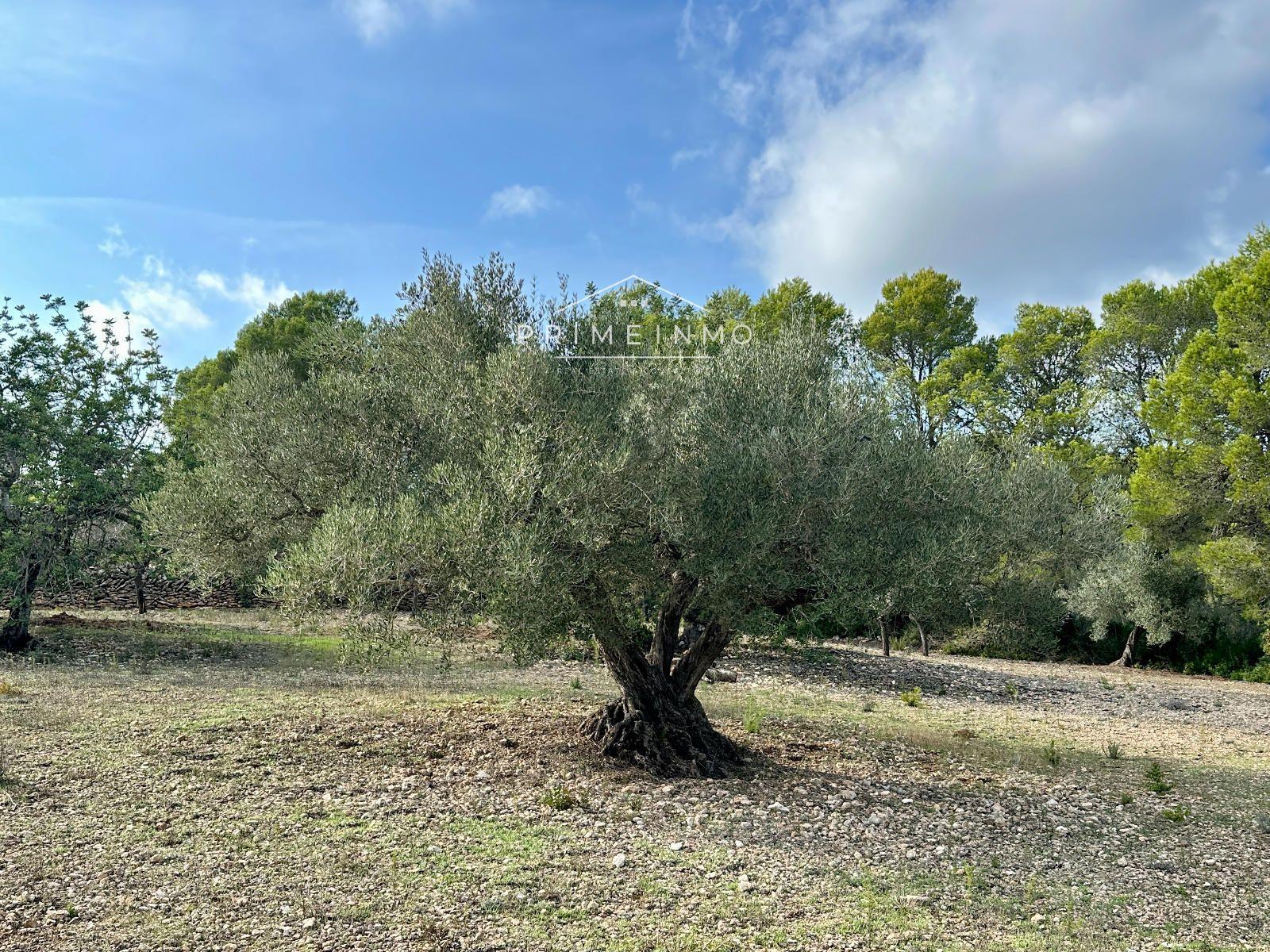 Finca en Venta en El Perelló