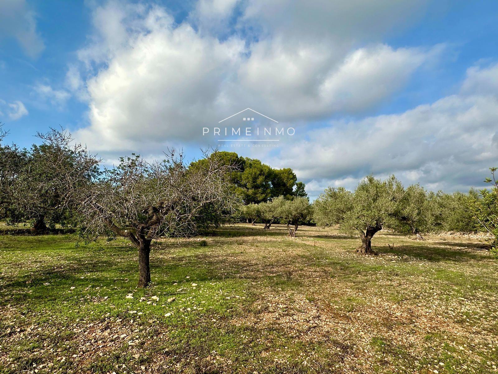 Finca en Venta en El Perelló