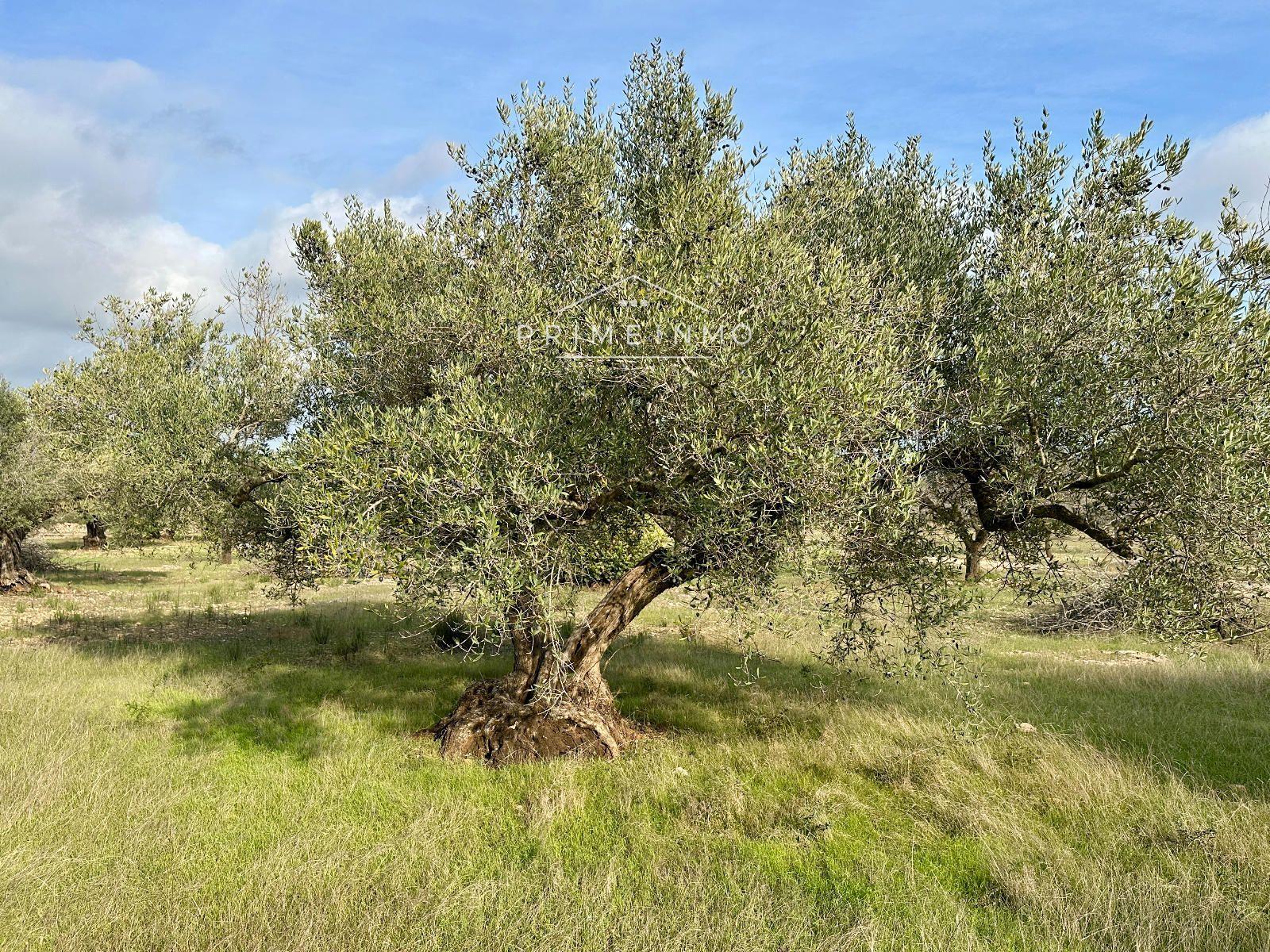 Finca en Venta en El Perelló