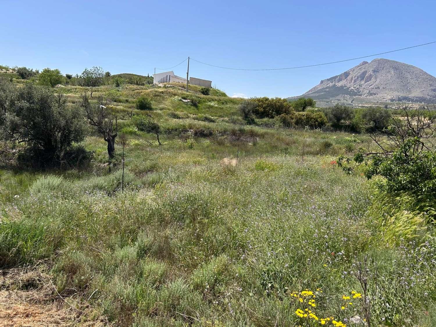 Villa for Sale in Vélez-Blanco