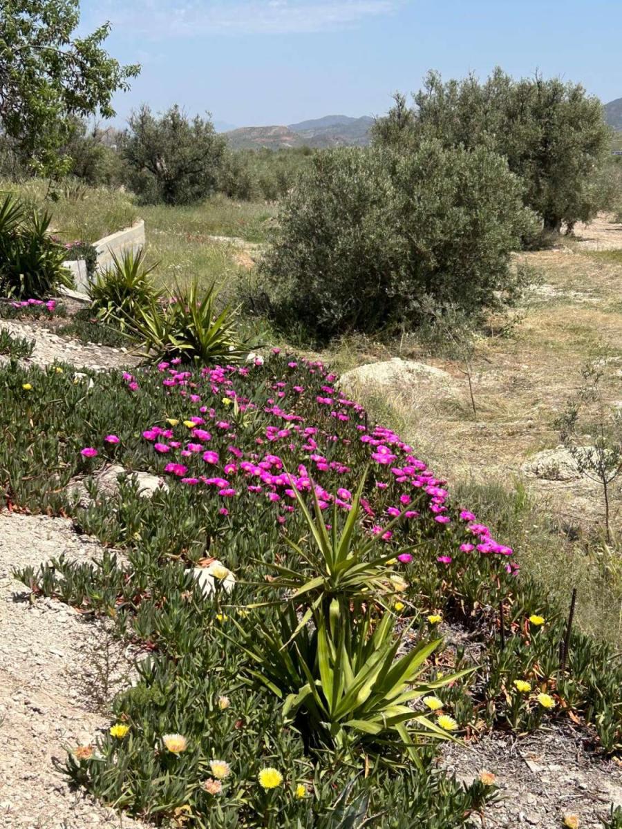 Villa for Sale in Vélez-Blanco