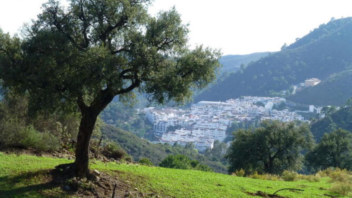 Plot for Sale in Benahavís