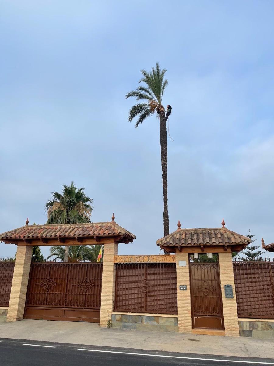 Finca en Venta en Almoradí