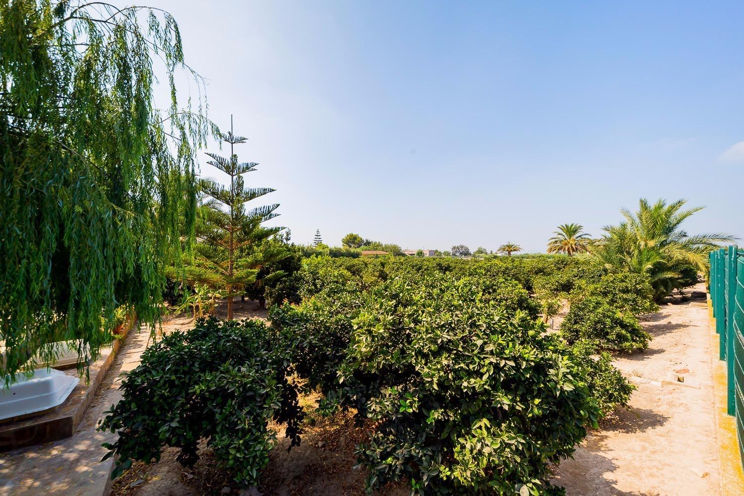 Finca en Venta en Almoradí