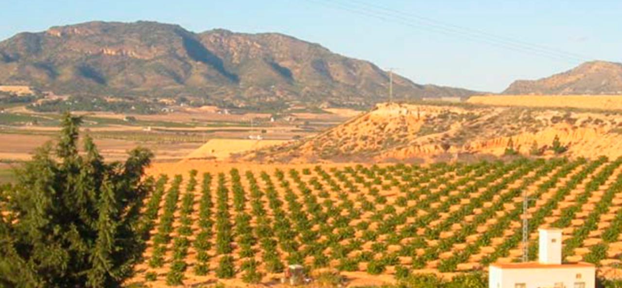 Plot for Sale in Torre-Pacheco