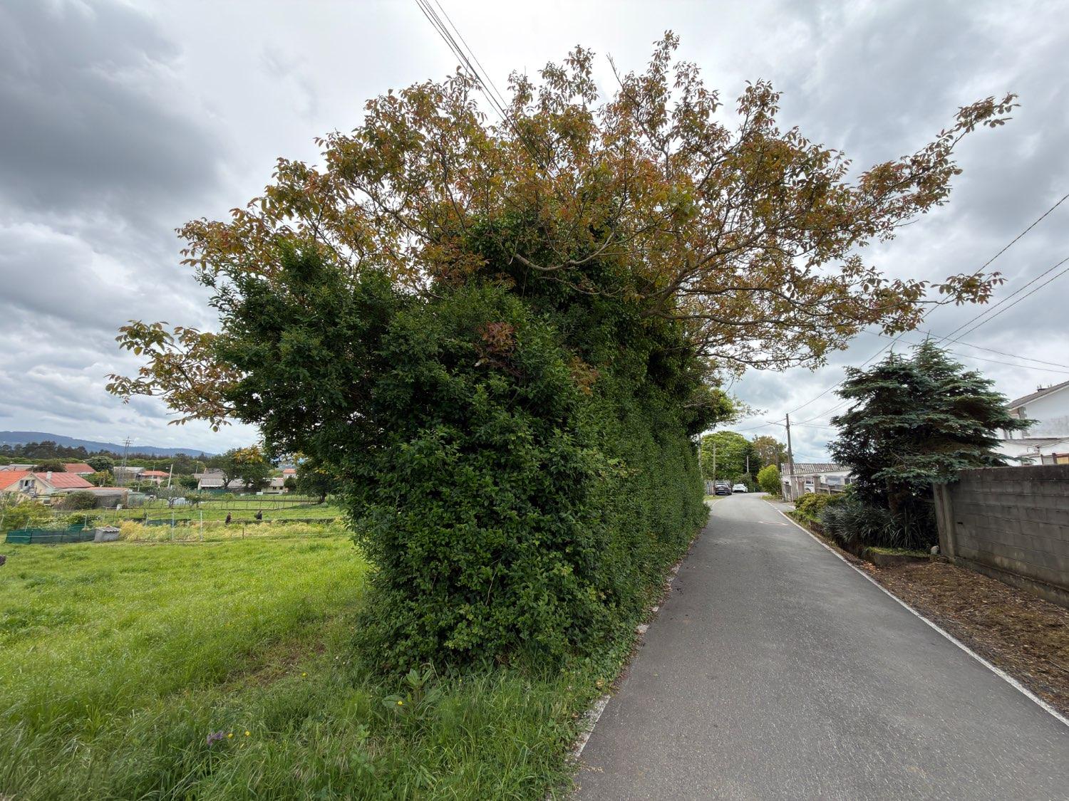 Plot for Sale in Narón
