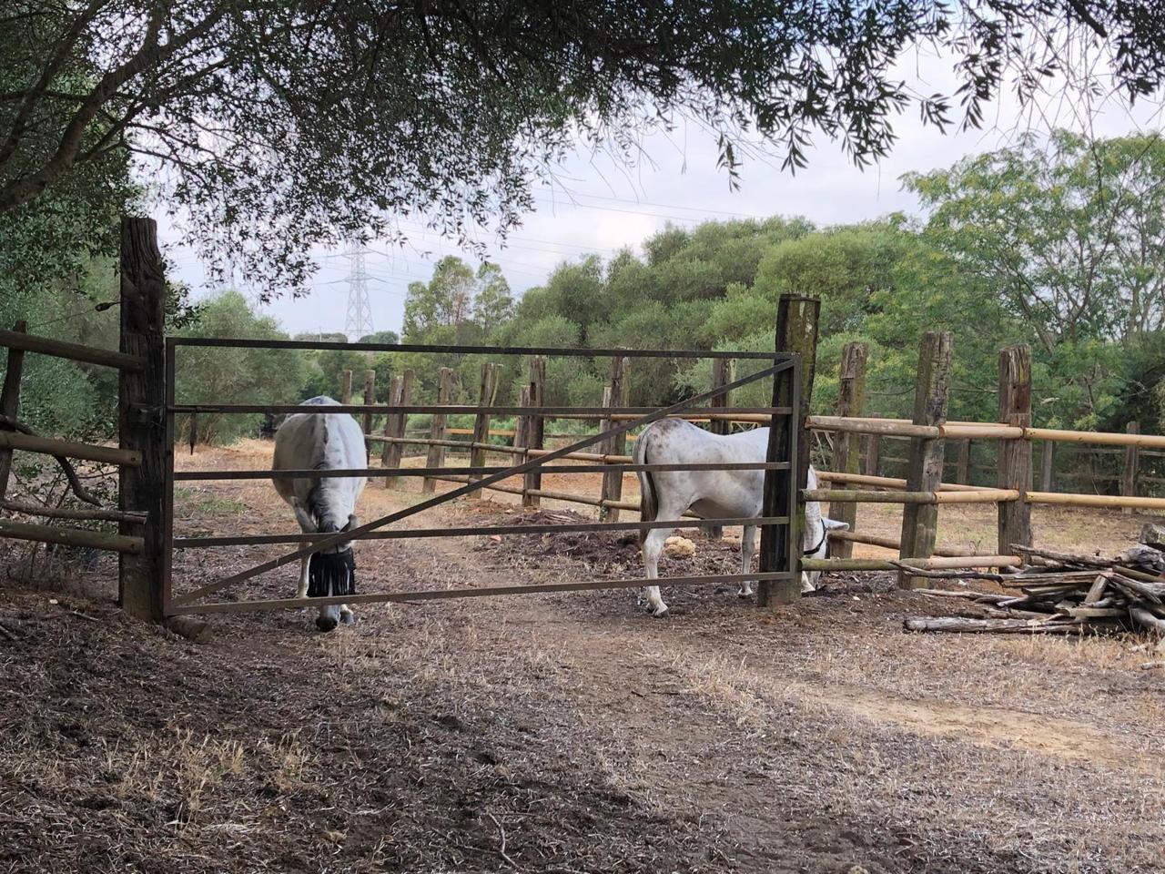 Finca en Venta en San Roque